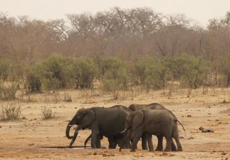 Elephant