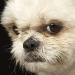Name your dog anything but not my Buhari
