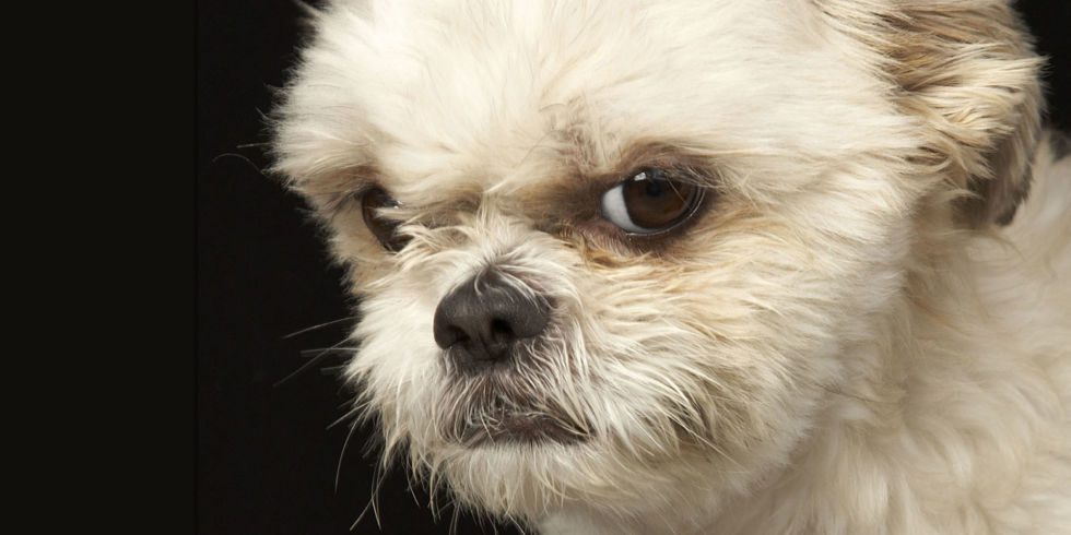 Name your dog anything but not my Buhari