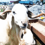Ram Goes For N400000 As Traders Lament Low Patronage