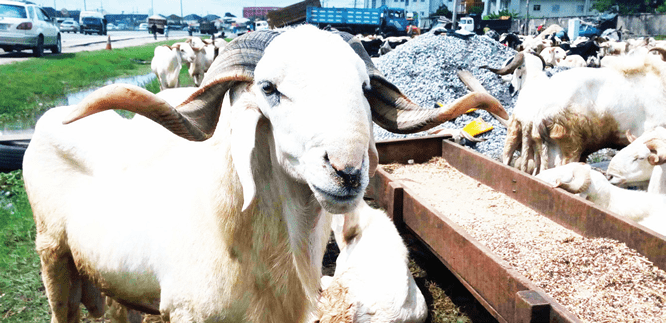 Ram Goes For N400000 As Traders Lament Low Patronage