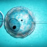 insemination