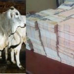 Sokoto Cows