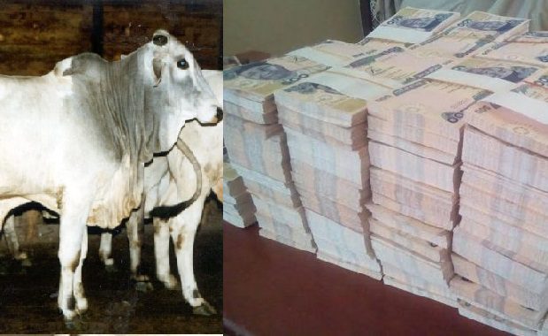 Sokoto Cows