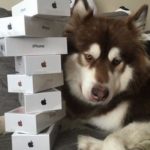 Son of Chinas richest man shows off his dogs 8 iPhone 7s