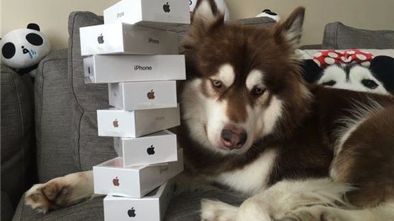 Son of Chinas richest man shows off his dogs 8 iPhone 7s