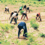 farmers at work agriculture