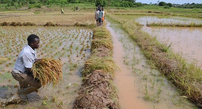 Nigeria launches rice production 1