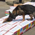 NDLEA confiscates drugs valued more than N10.7 billion in Edo state