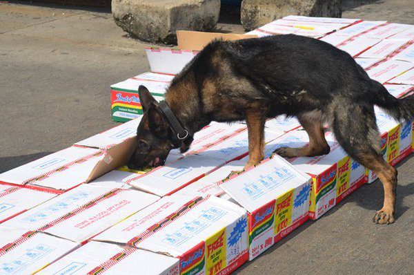 NDLEA confiscates drugs valued more than N10.7 billion in Edo state