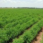 Agriculture