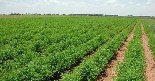 Agriculture