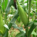 Farmers in Kano 420x281