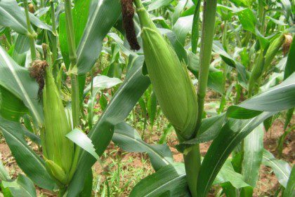 Farmers in Kano