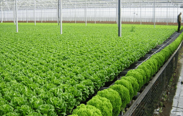 FG to spend N30bn to develop agro industrial hub – Ogbeh