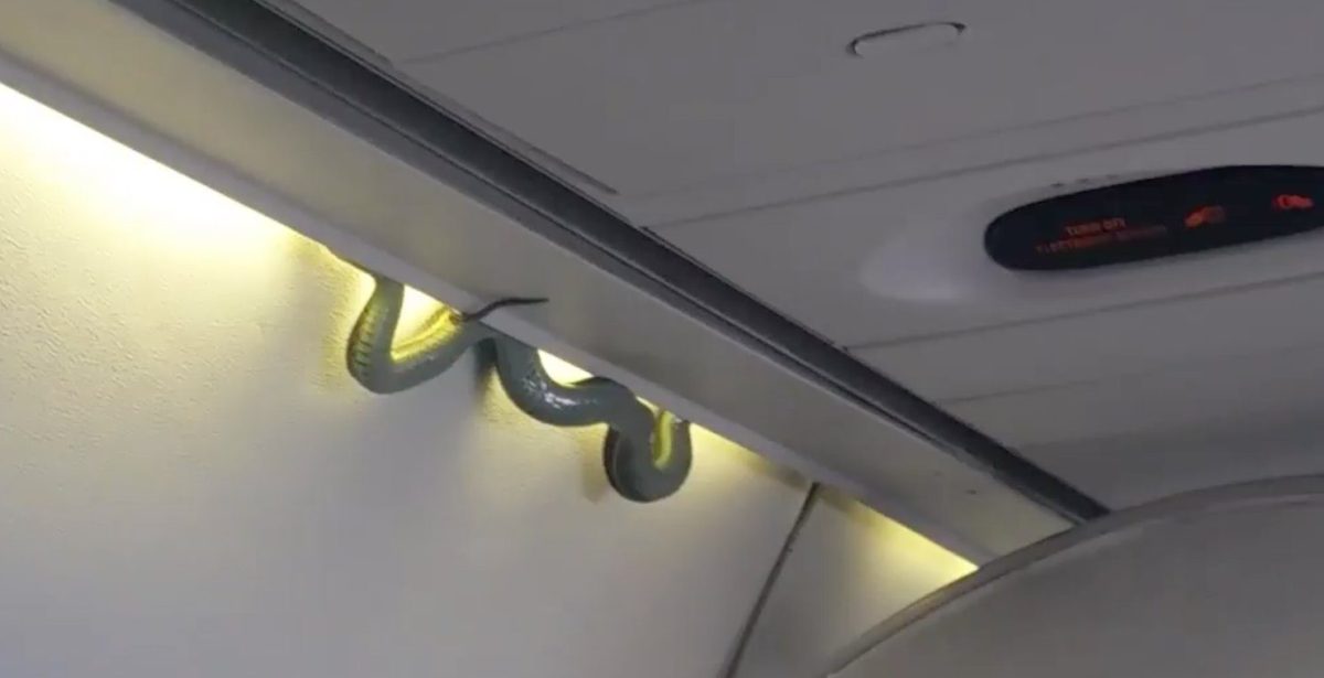 Snake on a plane Live reptile intrudes on flight in