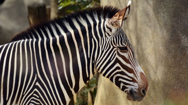 Austrian man wins right to take family name Zebra