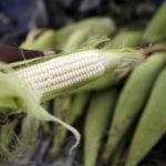 South African grain body sees surplus maize output in 2017