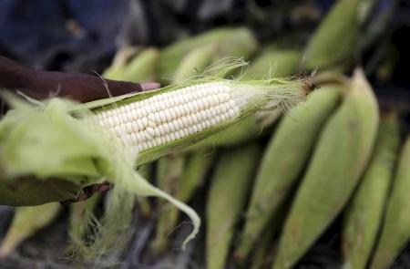 South African grain body sees surplus maize output in 2017