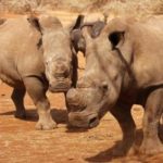 Rhino