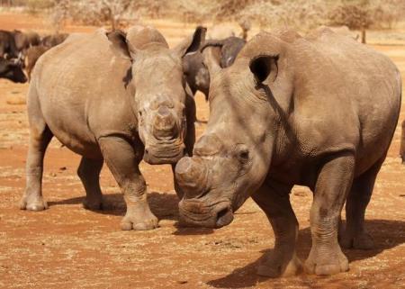Rhino