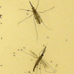 WHO says funds secured for Africa pilots of worlds first malaria vaccine Mosquito