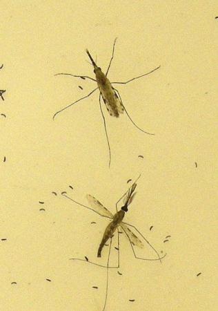 WHO says funds secured for Africa pilots of worlds first malaria vaccine Mosquito