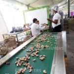 Tax breaks to spur Ivory Coast exporters to process cashews