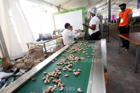 Tax breaks to spur Ivory Coast exporters to process cashews