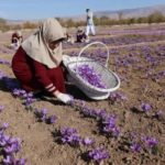 Spice of life Saffron harvest offers jobs opportunity in Afghanistan