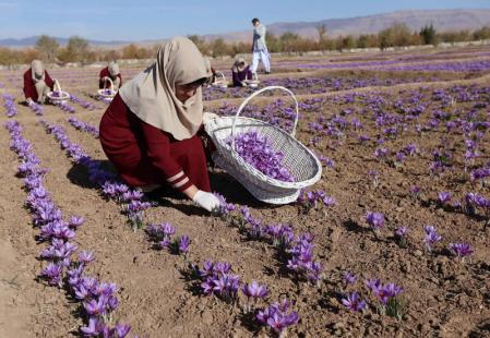 Spice of life Saffron harvest offers jobs opportunity in Afghanistan