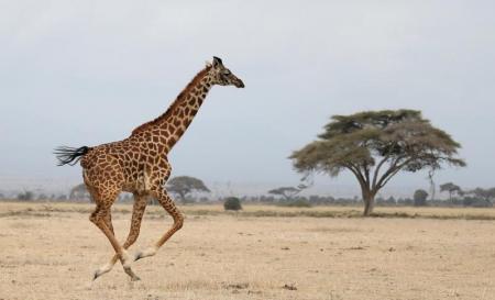 Giraffes suffer silent extinction in Africa Red List report