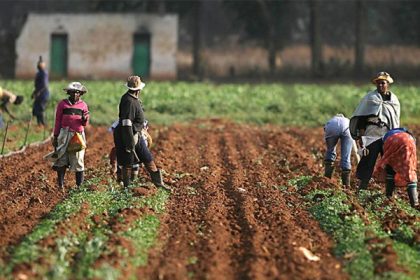 Nigeria cultivates 002 of land for irrigation